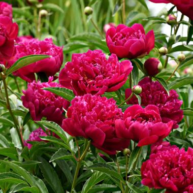 flori de sezon - bujorii